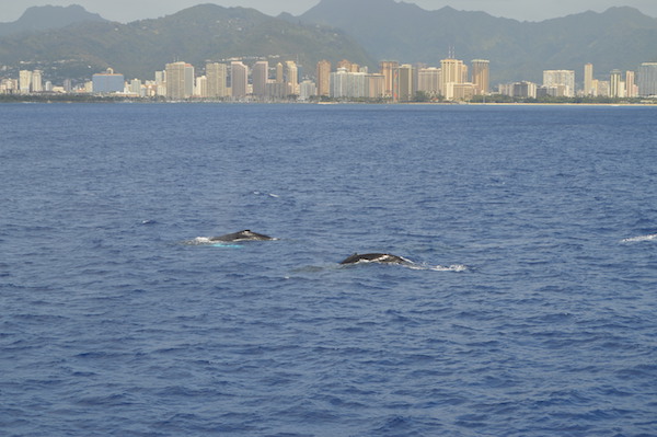 100％クジラが見えると保証されてるツアー