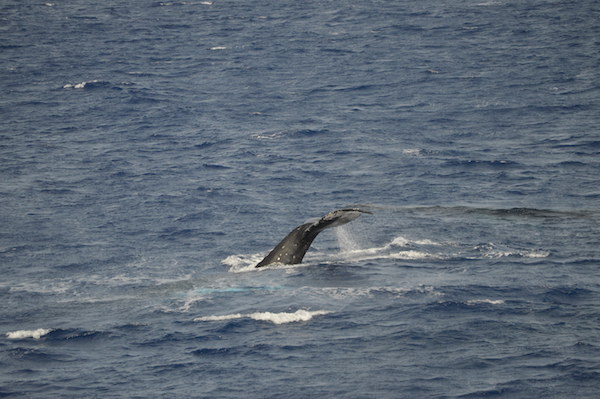 100％クジラが見えると保証されてるツアー