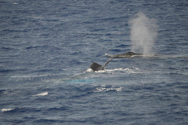 100％クジラが見えると保証されてるツアー